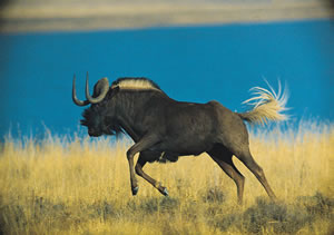 A good black wildebeest thundering across the low veldt.