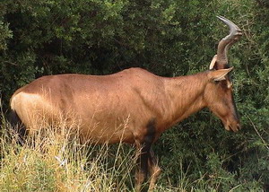 A good hartebeest.
