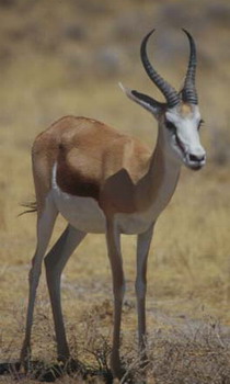 If you see a springbok with horns like this, you'd better take him!