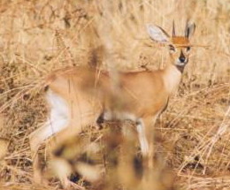 It's easy to overlook a steenbok in the brush. Think SMALL!