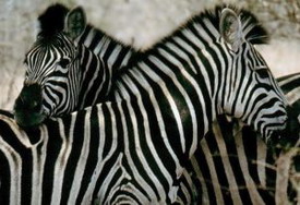 Zebra are tough to down and difficult to see at times.  Their stripes make a great camo.