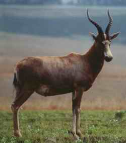 A fine speciman of a blesbok.