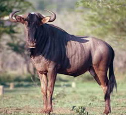 Everyone knows this fellow.