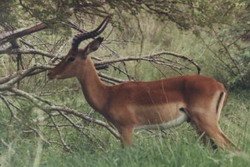 An impala ram in typical bushveldt terrain.