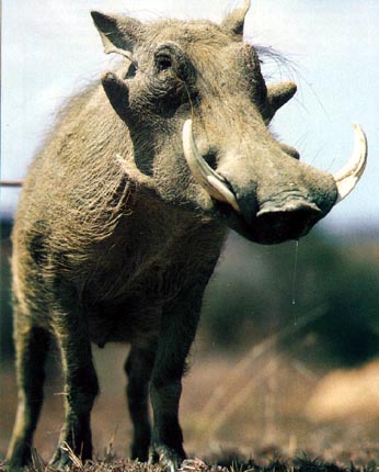 A good looking ? male warthog.